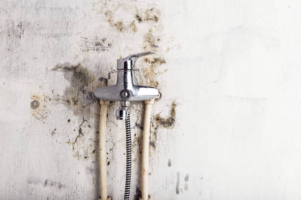 Best Fast Mold Removal  in Lido Beach, NY