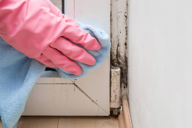 Attic Mold Removal in Lido Beach, NY